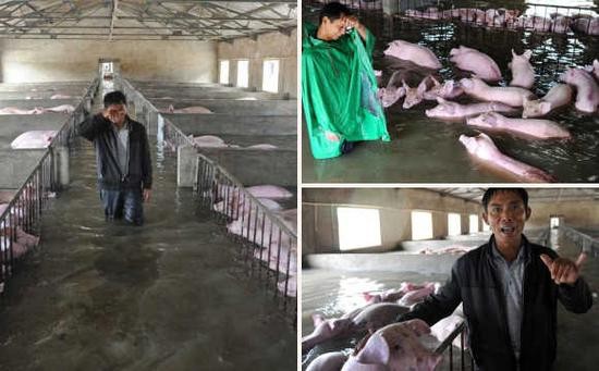安徽养殖场被淹6000猪无法转移 企业伸出援手