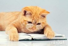 玩德州扑克到底可以训练哪些能力-德州扑克迷