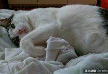 你有多懂喵星人？　《人類對貓咪的6個誤解》-德州扑克迷