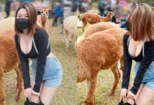 草泥馬真的好大！短髮俏女孩「Judy邱比特」爆乳追羊駝-德州扑克迷