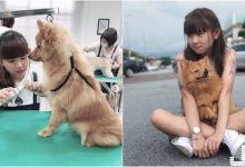 正妹寵物美容師「Findy」，嬌小可人小隻馬清純又療癒～比狗狗還要可愛！-德州扑克迷