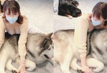 好重！正妹低胸爆乳用飽滿雙峰壓狗狗　網友表示想重新投胎-德州扑克迷