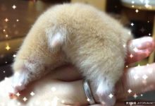 日本網友突然風靡曬這個，還引發他國網友跟風-德州扑克迷