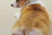 專門收集柯基超萌屁屁的 IG 帳號，一定要 Follow！-德州扑克迷