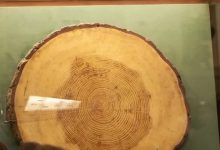 大发体育-我击中它很多次，它就倒下了”，大发助力你的致富之路！-德州扑克迷