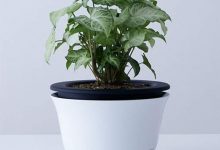 不要笑！盆栽安全帽　地震時真的可以拿來防災喔-德州扑克迷