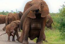 好驚人！攝影師意外拍到母象巨乳-德州扑克迷