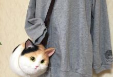 《超逼真貓咪包》背一隻貓咪出門即將變成新流行嗎？（誤）-德州扑克迷