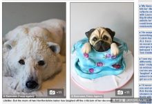 啥？單親母烘焙「動物蛋糕」太逼真　動保人士大肆抨擊-德州扑克迷