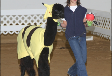 愛,超越一切!12張照片證明「預算有限」也能當個好coser-德州扑克迷