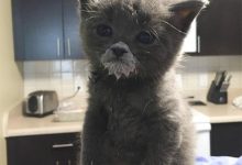 無法抑止上揚的嘴角，令人噴飯的動物搞笑吃相特輯-德州扑克迷